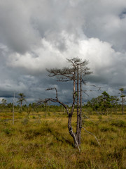 colorful view of the bog with clouds of reflection in the lake -