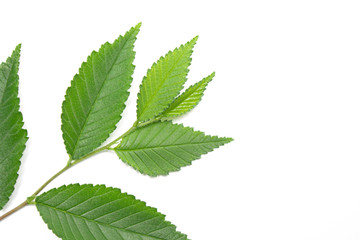 green leaf on a white background, isolate.