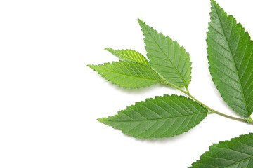 Fototapeta na wymiar green leaf on a white background, isolate.
