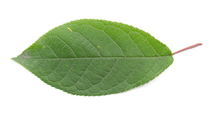 green leaf on a white background, isolate.