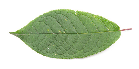 green leaf on a white background, isolate.