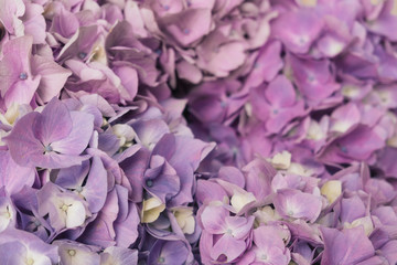 Obraz premium Beautiful pastel purple hydrangea flowers in bloom, close up. Flowery summer texture for background