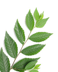 green leaf on a white background, isolate.