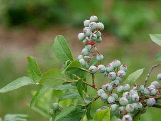 unripe fruits of garden blueberries in the garden