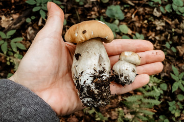 mushrooms in hand