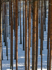 pine trunks in the forest in winter