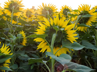 field of yellow flowers of a sunflower close up