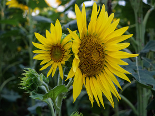 Fototapeta premium field of yellow flowers of a sunflower close up