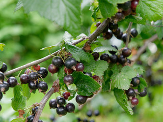 unripe fruits of garden black currants in the garden
