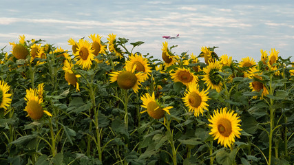 the plane flies over the field of yellow flowers of a sunflower