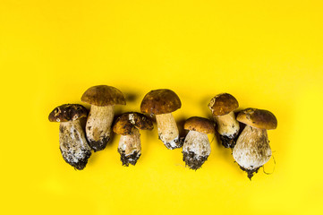 Fresh boletus on yellow background