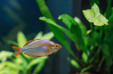 Melanotaenia fish in freshwater aquarium