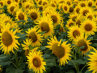 Fototapeta na wymiar field of yellow flowers of a sunflower close up