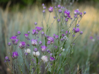 Wild thorn in a field close plan with excellent view