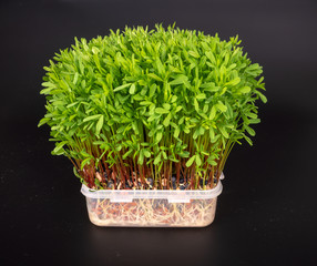 green sprouts edible plants. microgreens nutrition