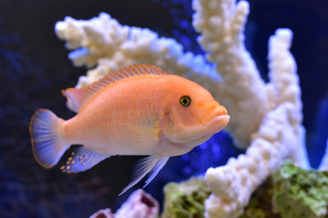 Pseudotropheus estherae in aquarium
