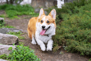 .Happy and active purebred Welsh Corgi dog running outdoors in the park on a sunny summer day.