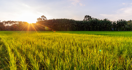 Rice field panoramic with sunrise or sunset and sunbeam flare © jimbophotoart