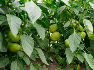unripe fruits of sweet Bulgarian pepper in the garden