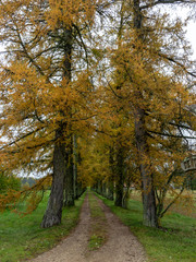 Fototapeta premium big and old tree alley with road, autumn colors, Latvia