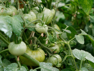 unripe fruits of red tomatoes in the garden