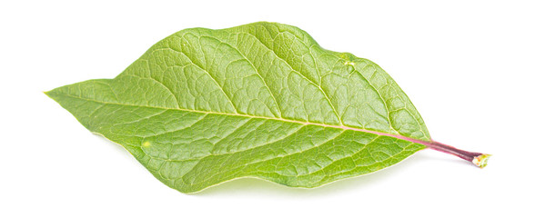 Fototapeta premium green juicy leaf on a white background, isolate, blank for designers.