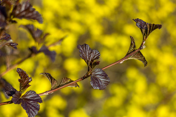 small dark brown leaves on a branch close up on a blurred background of bright yellow flowers