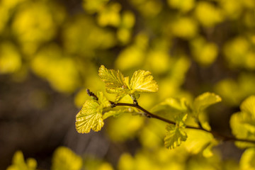 small yellow leaves on a branch close up on a blurry background of bright flowers