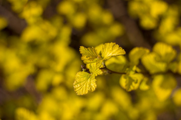 small yellow leaves on a branch close up on a blurry background of a bright bush