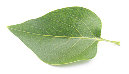 green juicy leaf on a white background, isolate, blank for designers.