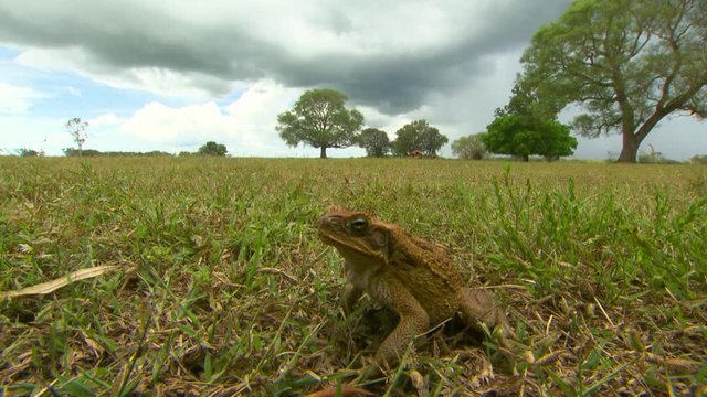 Steady, medium close up shot of a cane toad (Rhinella marina) in an open field, rain clouds are in the background.