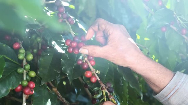Arabica coffee being picked manually by woman agriculturist hands. Brazilian special coffee.