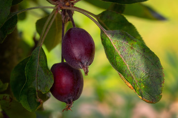 Kleine rote Äpfel reifen am Baum