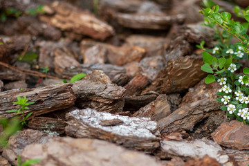 Pine mulch bark for decorating flower beds close-up with green plants.