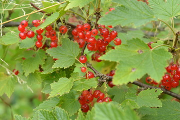 Red currant berries in the summer garden.