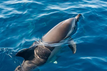 Foto op Canvas dolphin © Nico