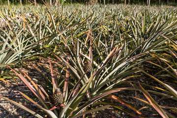 Naklejka na ściany i meble Tropical pineapple fruit outdoor. Landscape of Pineapple Plantation in Phuket island, Thailand