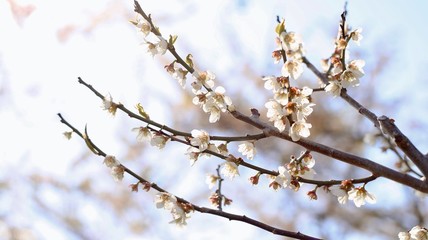 Cherry Blossom Full Bloom on Spring Season in Japan