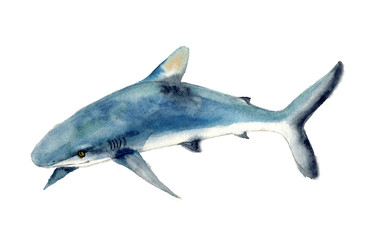Watercolor dangerous shark. Hand-painted realistic underwater animal art. Humpback, blue, killer, cachalot, bowhead, beluga,  for design, print, sticker or background postcard. Shark illustartion