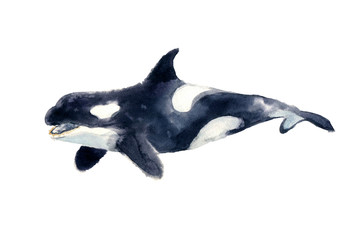 Watercolor cute whale. Shark illustartion