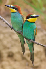 Pair of european bee eater, Merops apiaster