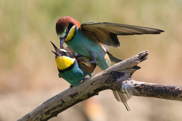 Mating of european bee eaters, Merops apiaster birds