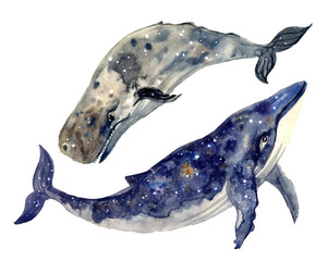 Watercolor whale hand painted illustration isolated on white background. Humpback, blue, killer, cachalot,beluga,  for design, print, sticker or background postcard