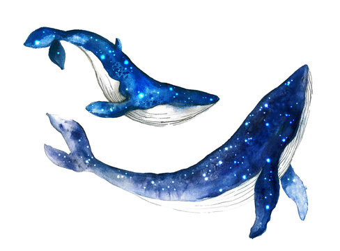 Cute watercolor whale. Dreams illustrations.Hand-painted realistic underwater animal art.Humpback, Grey, Blue, Killer, Cachalot, Bowhead, Beluga,  for design, print, sticker or background postcard