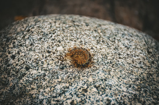 Caterpillar in Altai Republic