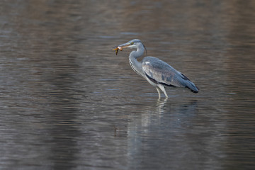 The grey heron (Ardea cinerea) is a long-legged predatory wading bird of the heron family, Ardeidae, native throughout temperate Europe and Asia and also parts of Africa.