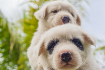 Thai bangkaew dog, 2 cute white puppies in the garden and looking at the camera