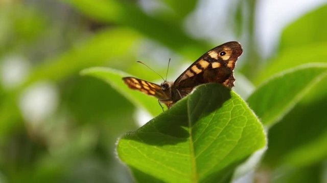 Butterfly standing on leaf and leaving