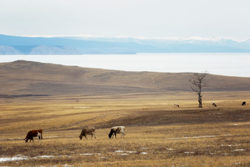 Cows is grazed on a  meadow on Olkhon Island, Baikal, Russia
