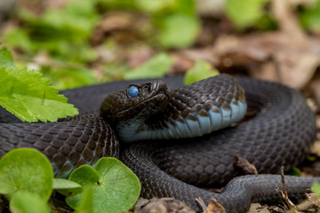 Vipera berus